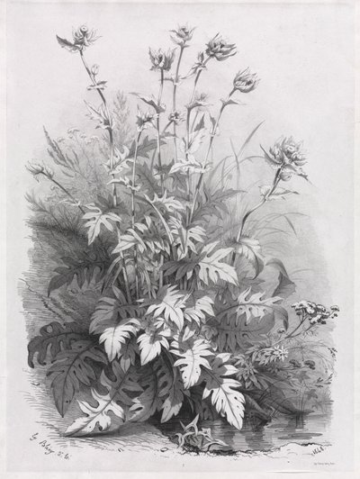 Grupper av olika växter ritade efter naturen: nr 7, 1848. av Eugene Bléry