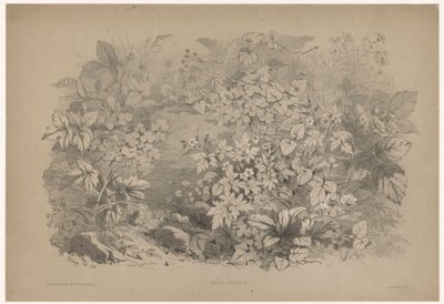 Klaverzuring i pelargoner Oxalis, geranium (titel på objekt) Planten en bloemen (serietitel) Industriell guide hämtad från naturen och litografisk av Bléry (serietitel) av Eugene Bléry