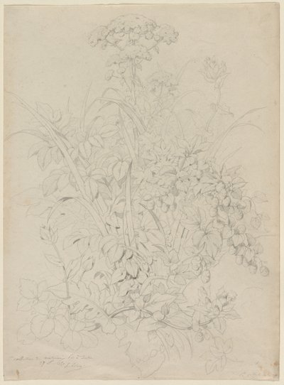 Plant Study, 1857.  av Eugene Bléry