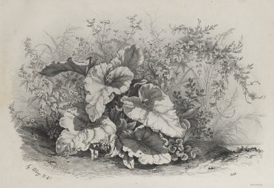 Växtstudie från grupp av olika växter ritade och litografier efter naturen..., 1848. av Eugene Bléry