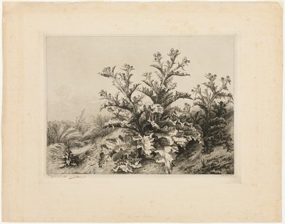 The Large Thistle, tallrik tre från Les quatres grandes plantes av Eugene Bléry