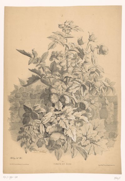 Tomat i rozen Tomat och ros (titel på objekt) Planten en bloemen (serietitel) Industriell guide hämtad från naturen och litografisk av Bléry (serietitel) av Eugene Bléry