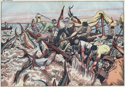 Tonfiskfiske i Tunisien - Tonfisk fångas i det sista nätet som kallas "corpo", kläcks med huggtänder och smäller i fiskebåten. Illustration av Damblans. I "" Le Pelerin"" den 30 augusti av Eugene Damblans