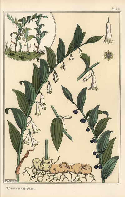 Botanisk illustration av Salomos sigill, Polygonatum multiflorum av Eugene Grasset