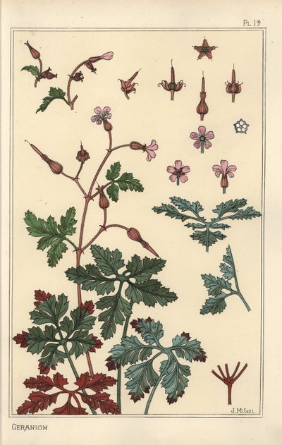 Botanisk illustration av en pelargonblomma, kronblad, löv av Eugene Grasset