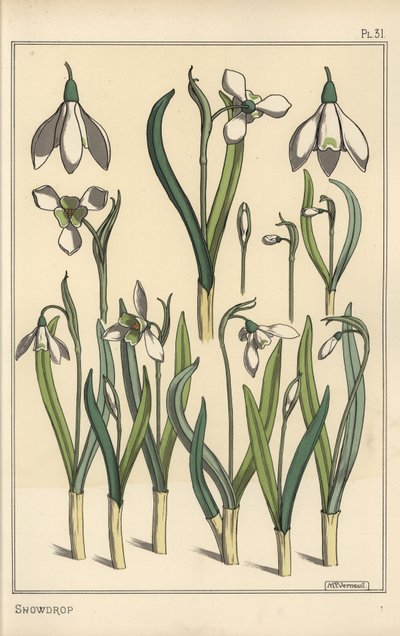 Botanisk illustration av en snödroppe, Galanthus nivalis av Eugene Grasset