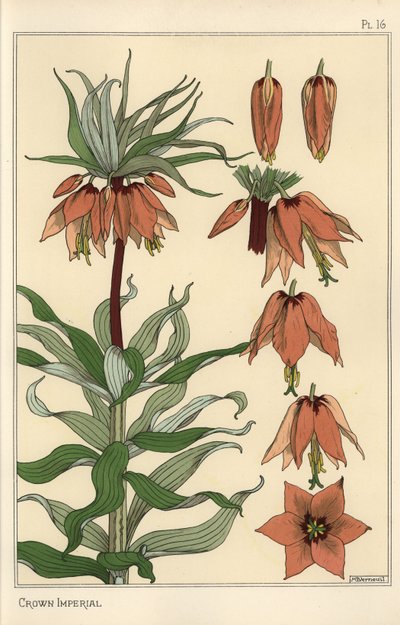 Botanisk illustration av den kejserliga kronans blomma, Fritillaria imperialis av Eugene Grasset