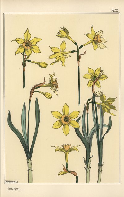 Botanisk illustration av jonquil, Narcissus jonquilla, som visar delar av blomman av Eugene Grasset