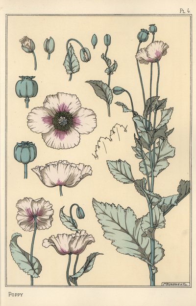 Botanisk illustration av vallmo, med blomdelar, opiumskida av Eugene Grasset
