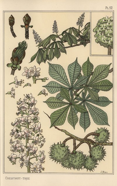Botanisk studie av kastanjeträd av Eugene Grasset