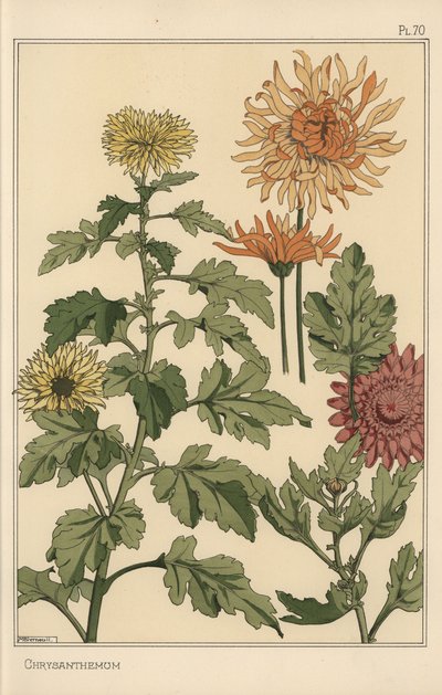 Krysantemum botanisk studie av Eugene Grasset