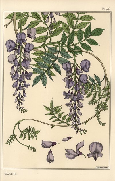 Glycin botanisk studie av Eugene Grasset