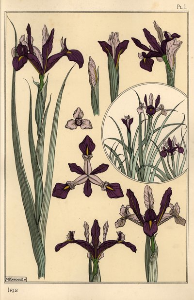 Iris växt och blomdelar, med infälld av Eugene Grasset