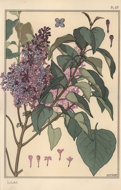 Lila botanisk studie. av Eugene Grasset