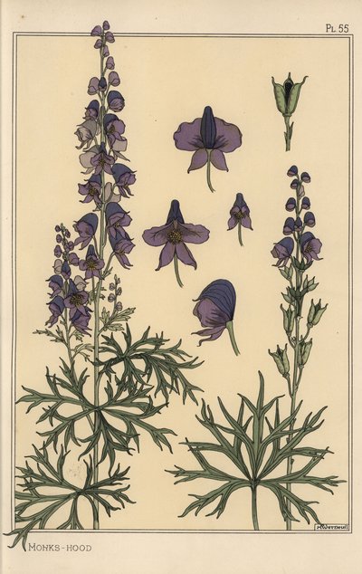 Monks hood botanisk studie av Eugene Grasset