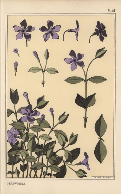 Periwinkle botanisk studie av Eugene Grasset