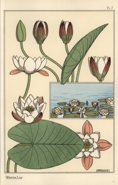 Näckrosen, Nelumbo lutea och blomdelar av Eugene Grasset