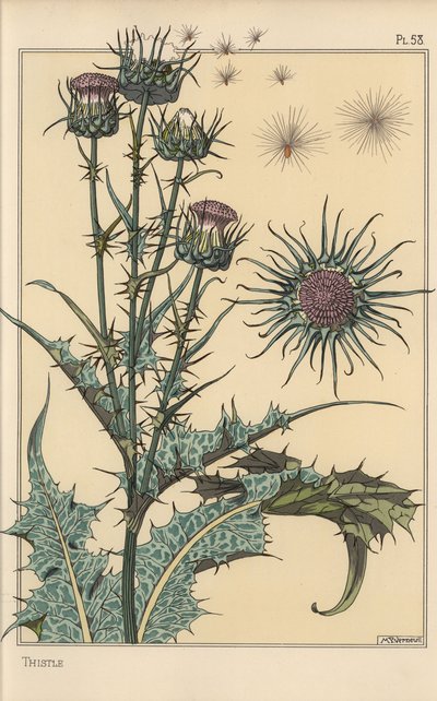 Thistle botaniska studie av Eugene Grasset