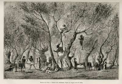 Samlingen av oliver i regionen Amphissa, teckning av E.Guillaume, för att illustrera historien om Henri Belle: Voyage en Greece av Eugene Guillaume