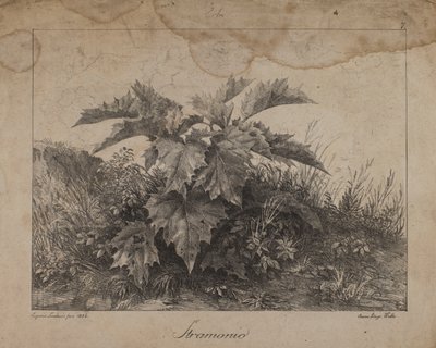 Stramonium av Eugenio Landesio