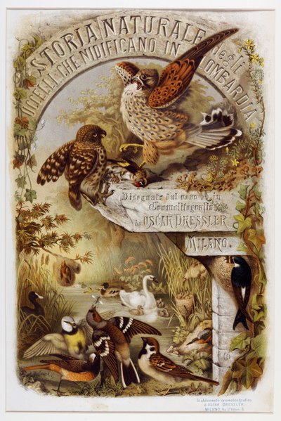 Frontispice från Natural history of birds that häckar i Lombardiet (Chromolithography av Eugenio and Dressler Oscar  Bettoni