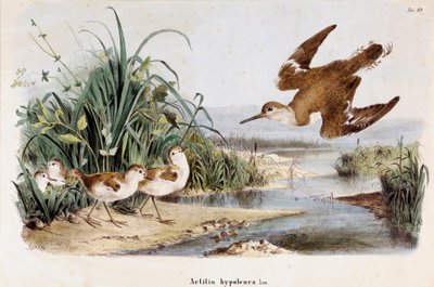 Representation av Becassine Chevalier guignette (Actitis hypoleuca) (kromolitografi av Eugenio and Dressler Oscar  Bettoni