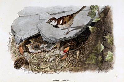 Representation av cisalpsparven (Passer domesticus italiae eller italiensk sparv) (kromolitografi av Eugenio and Dressler Oscar  Bettoni