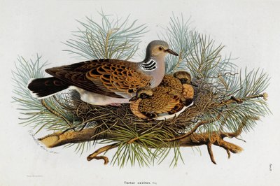 Representation of the Dove (Turtle-Dove) (Chromolithography av Eugenio and Dressler Oscar  Bettoni