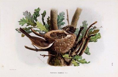 Repræsentation af Falvette Curruca Orphea (Chromolithographyswed av Eugenio and Dressler Oscar  Bettoni