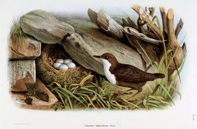 Representation av fågeln Cincle-dykning (Cinclus aquaticus) (Kromolitografi av Eugenio and Dressler Oscar  Bettoni