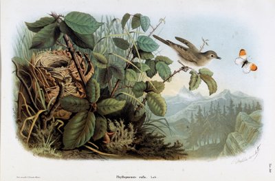 Representation av kycklingens hastighet (Phyllopneuste rufa) (Chiffchaff) (Kromolitografi av Eugenio and Dressler Oscar  Bettoni
