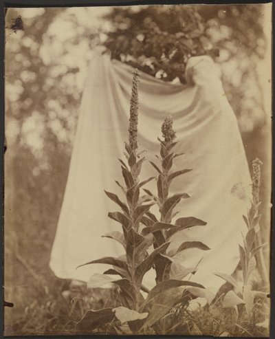 Bouillon Blanc (Mullein-växt) av Eugène Atget