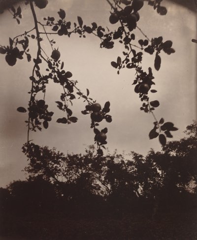 Äppelgren av Eugène Atget