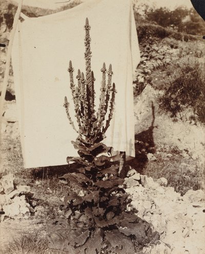 Mullein i blom, ca. 1897-1899. av Eugène Atget