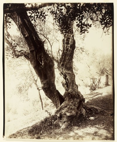 Olivier, Nice, ca 1900 av Eugène Atget