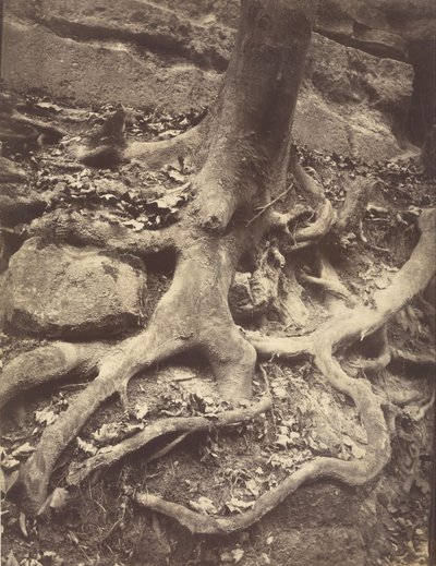 Trädrötter, Saint-Cloud av Eugène Atget
