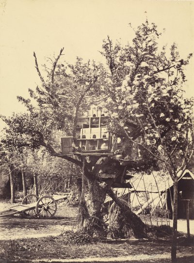 Pigeon House i träd av Eugène Colliau
