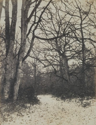 [Fontainebleau Forest], ca. 1860. av Eugène Cuvelier