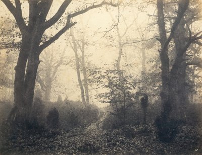 [Fontainebleau Forest], tidigt 1860-tal. av Eugène Cuvelier