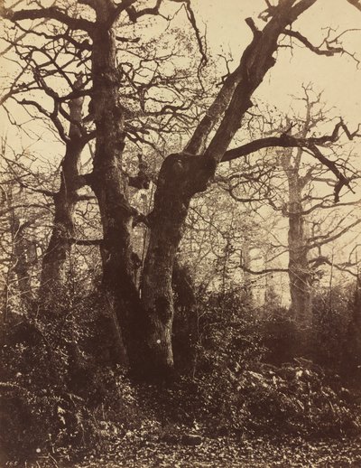 Trädstudie, Fontainebleau, 1860. av Eugène Cuvelier