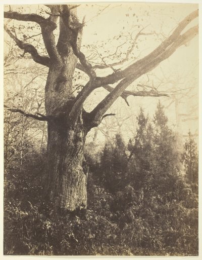 Namnlös [träd], c. 1860. av Eugène Cuvelier