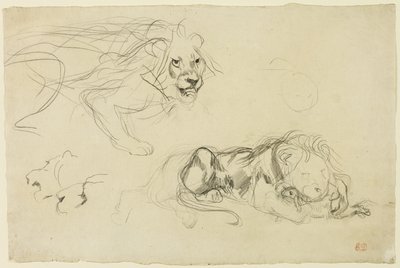 Studier av Lions av Eugène Delacroix