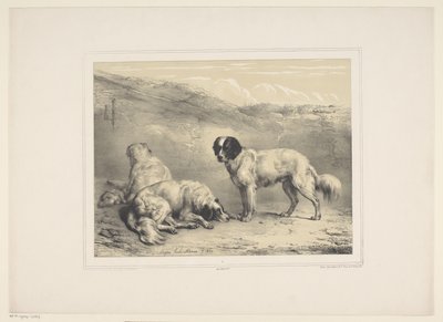 drie honden Diverse tamme dieren (serietitel) Tretton inhemska och inhemska djurämnen (serietitel) av Eugène Verboeckhoven