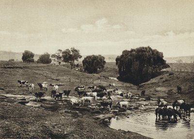 Australien, Cattle, Queensland (s/v foto) av European Photographer