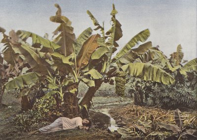 Banan Och Cassava av European Photographer