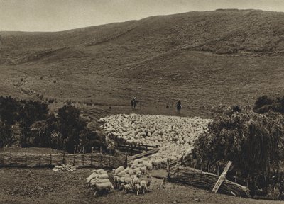 Nya Zeeland, Drivande får (svartvitt foto) av European Photographer