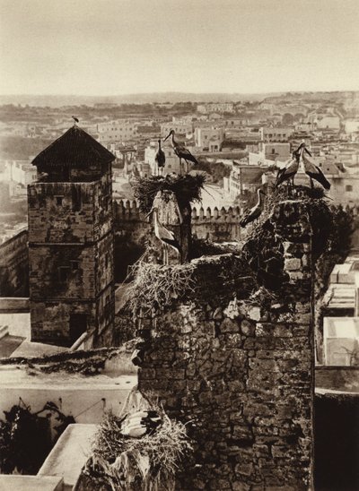 Rabat, storkar i Kasbah Oudaya (s/v foto) av European Photographer
