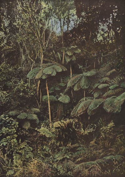 Vegetation, Fougeres Arborescentes av European Photographer