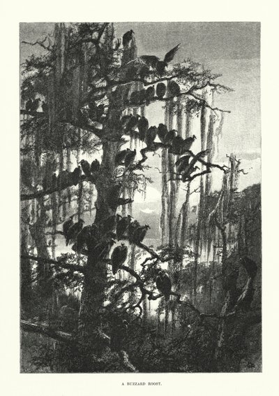 En vråkstack (gravyr) av European School