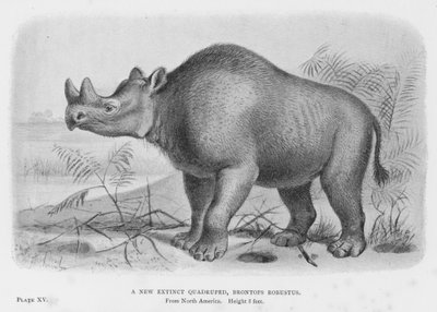 En ny utdöd fyrfoting, Brontops Hardy (litho) av European School